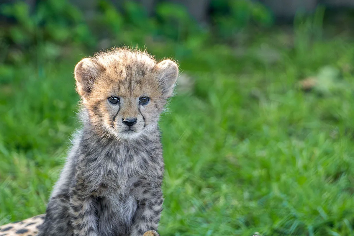 VIDEO: Huňatá geparďata v Zoo Olomouc poprvé dovádí venku. Kdy se ukáží návštěvníkům?