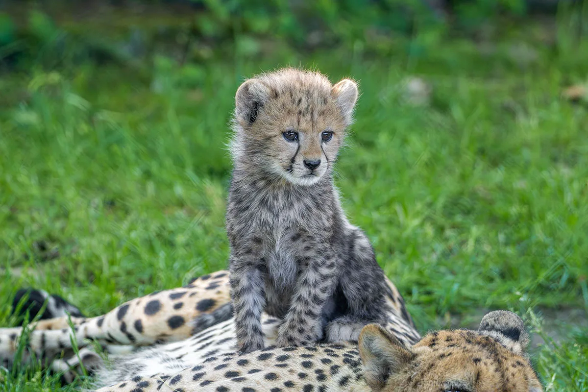 VIDEO: Huňatá geparďata v Zoo Olomouc poprvé dovádí venku. Kdy se ukáží návštěvníkům?