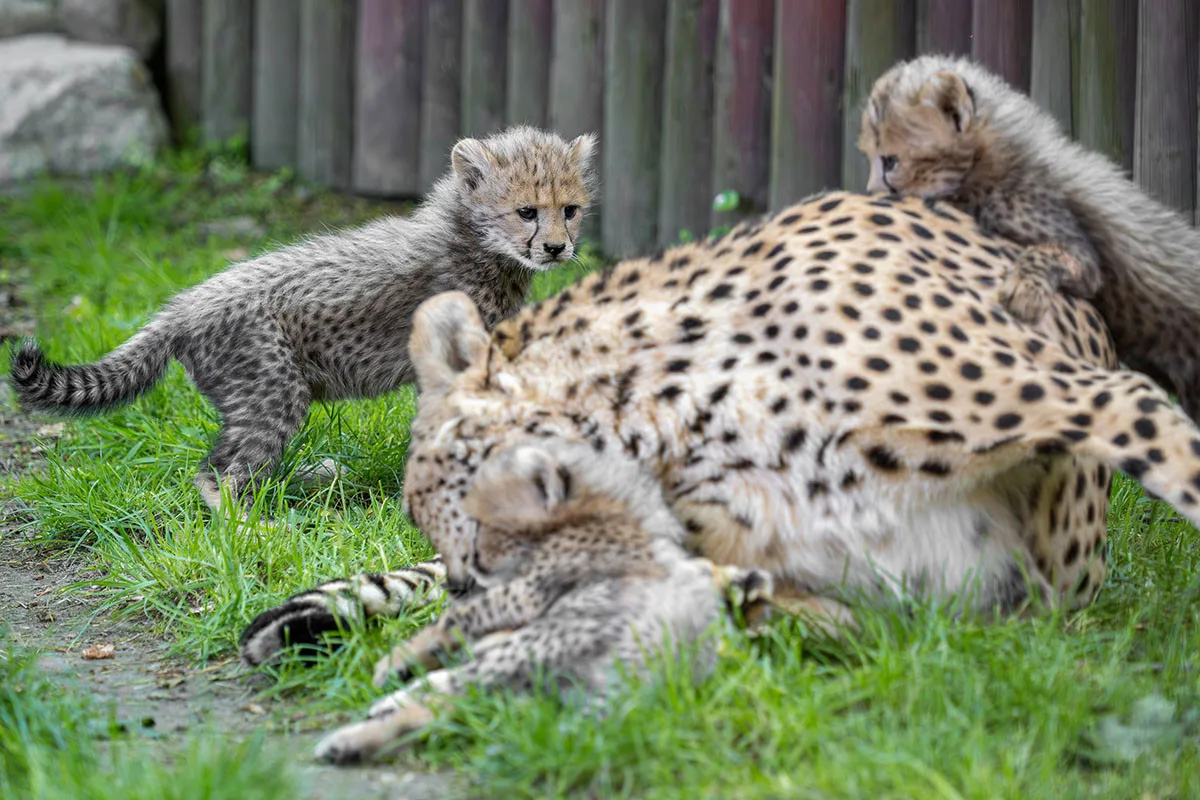 VIDEO: Huňatá geparďata v Zoo Olomouc poprvé dovádí venku. Kdy se ukáží návštěvníkům?