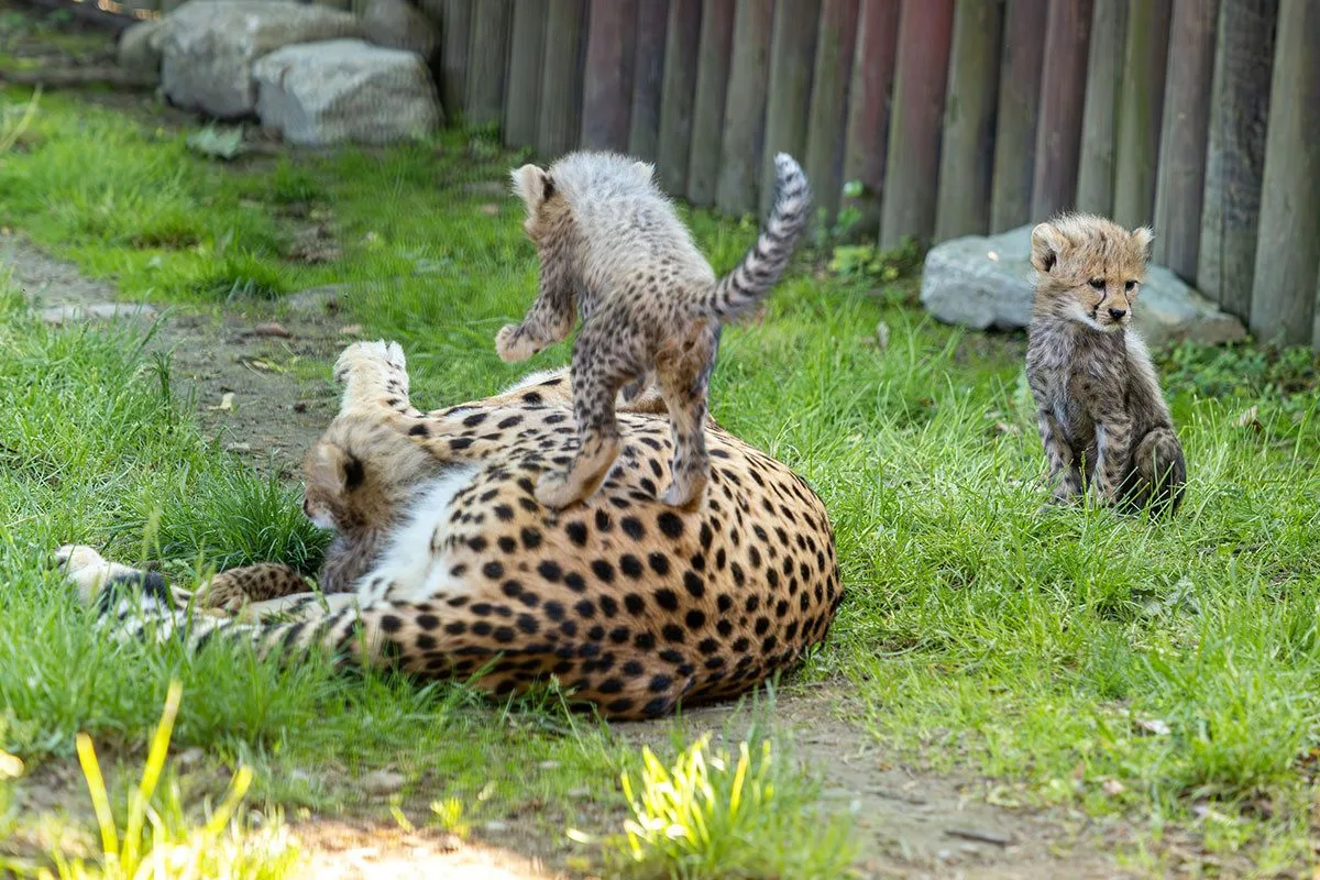 VIDEO: Huňatá geparďata v Zoo Olomouc poprvé dovádí venku. Kdy se ukáží návštěvníkům?