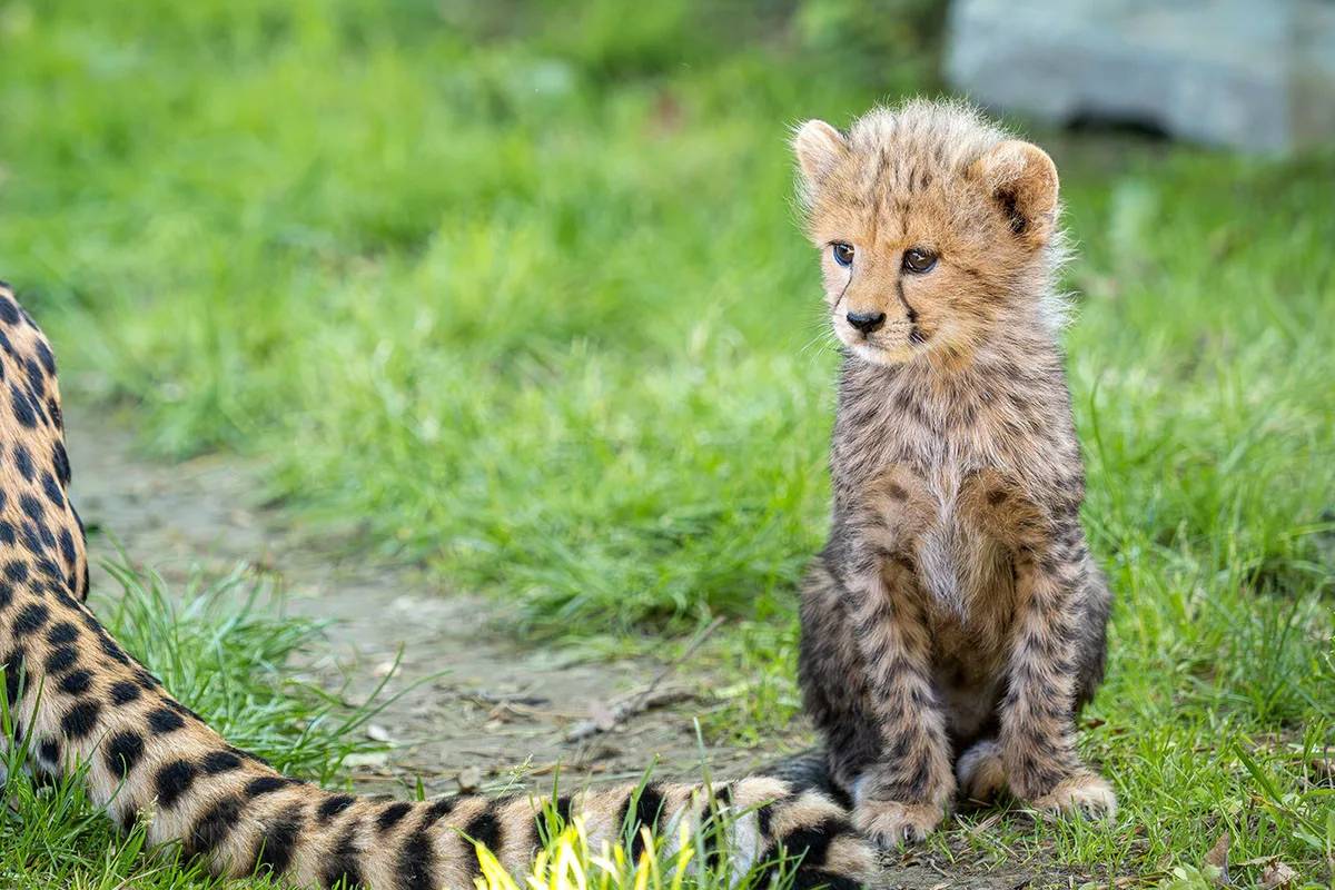 VIDEO: Huňatá geparďata v Zoo Olomouc poprvé dovádí venku. Kdy se ukáží návštěvníkům?
