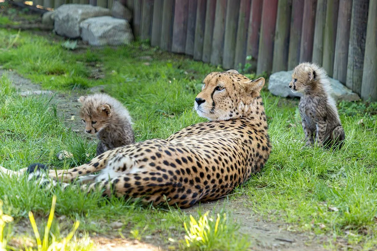 VIDEO: Huňatá geparďata v Zoo Olomouc poprvé dovádí venku. Kdy se ukáží návštěvníkům?