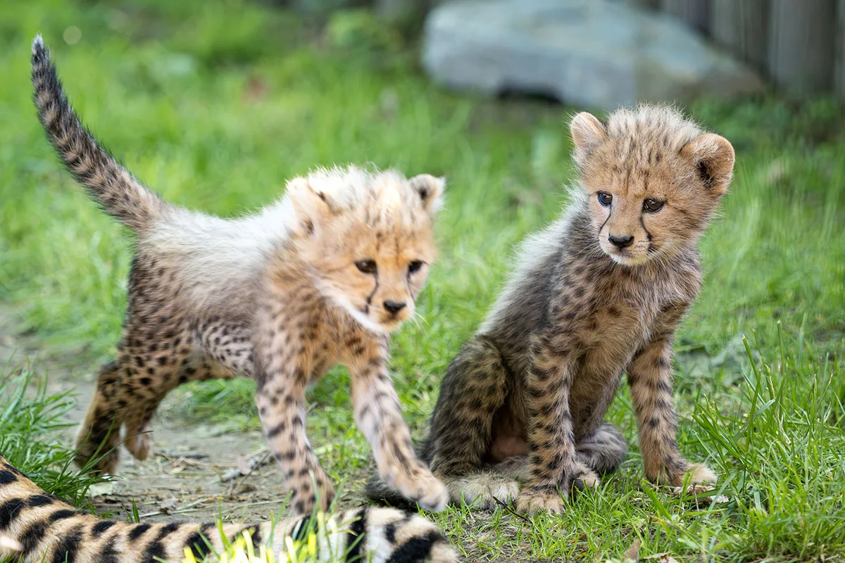 VIDEO: Huňatá geparďata v Zoo Olomouc poprvé dovádí venku. Kdy se ukáží návštěvníkům?
