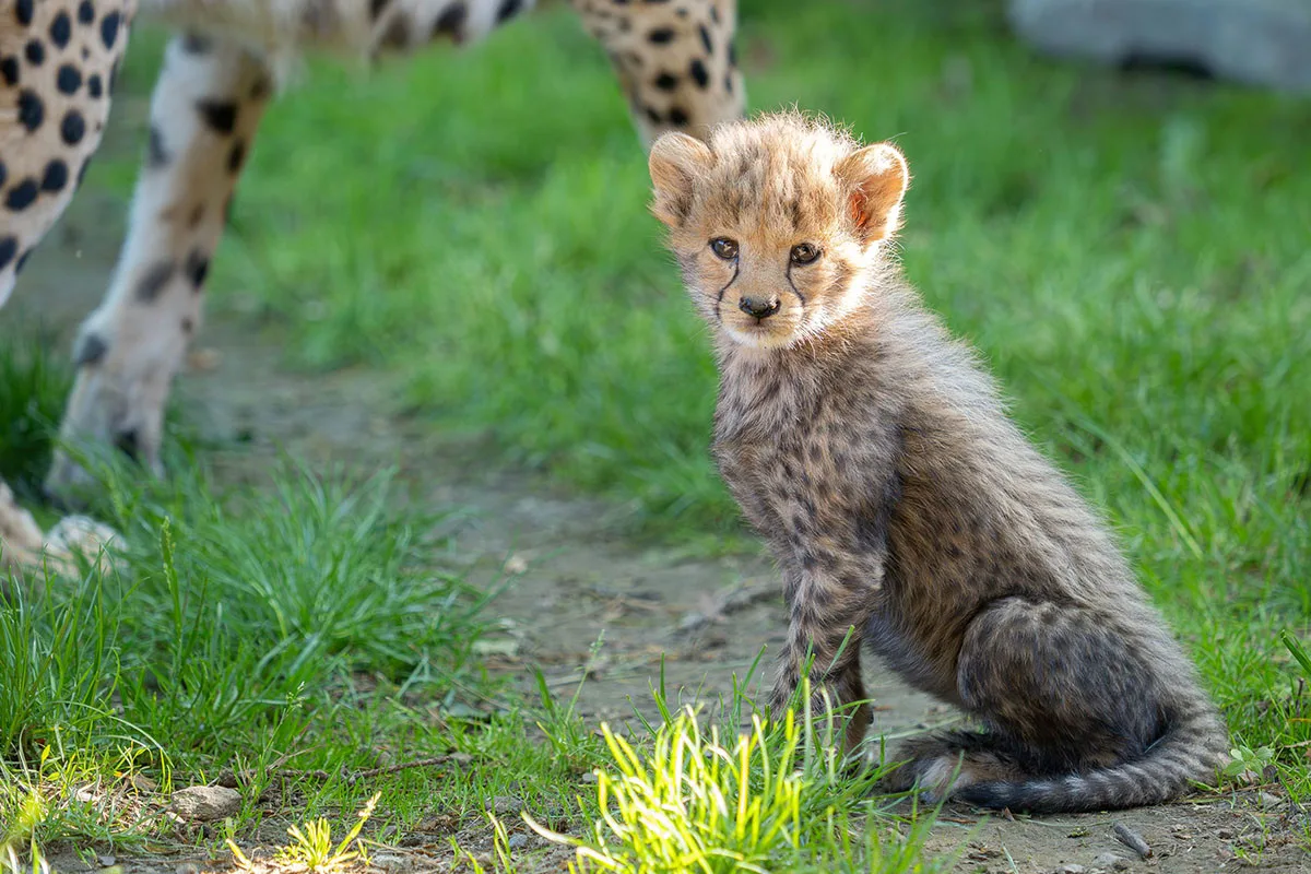 VIDEO: Huňatá geparďata v Zoo Olomouc poprvé dovádí venku. Kdy se ukáží návštěvníkům?