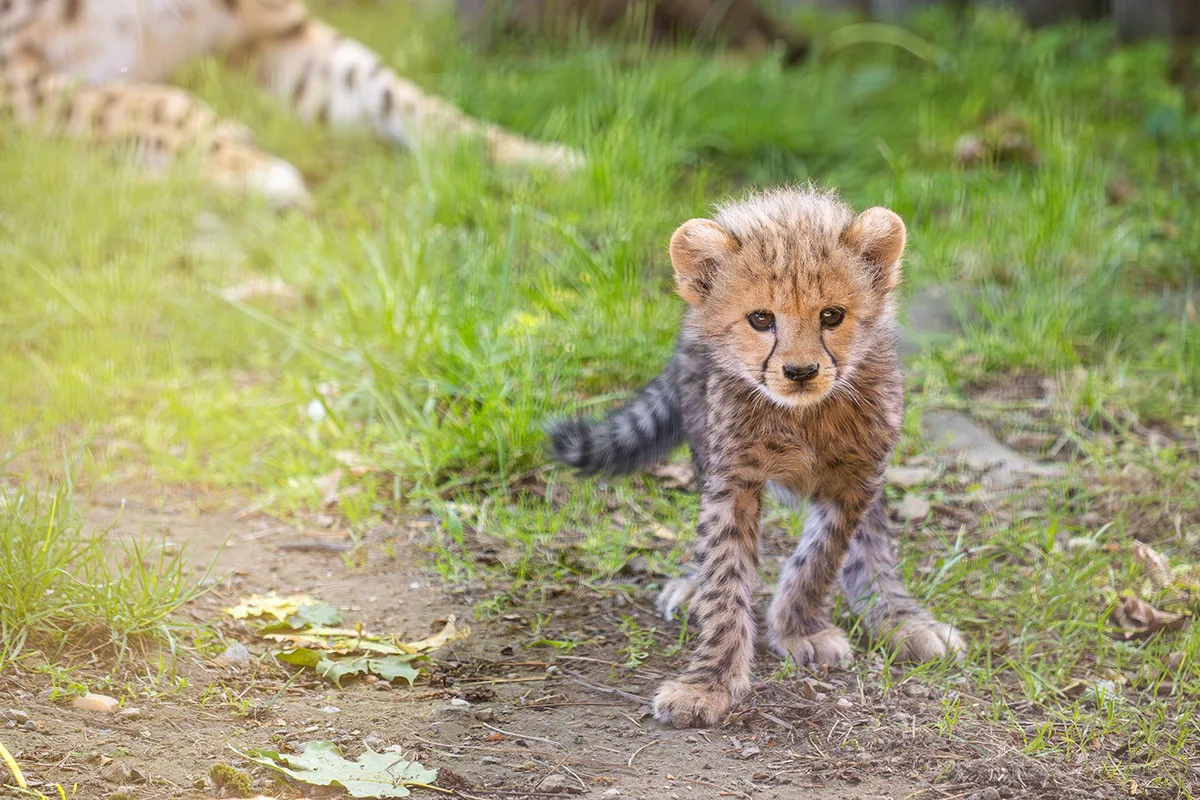 VIDEO: Huňatá geparďata v Zoo Olomouc poprvé dovádí venku. Kdy se ukáží návštěvníkům?
