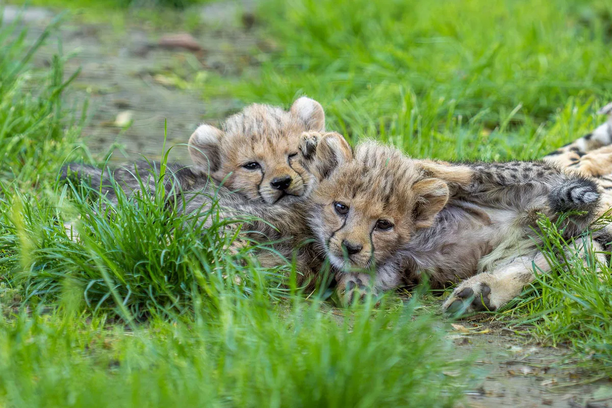 VIDEO: Huňatá geparďata v Zoo Olomouc poprvé dovádí venku. Kdy se ukáží návštěvníkům?