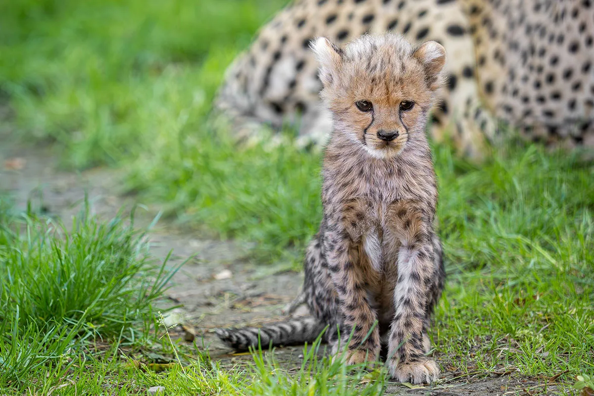 VIDEO: Huňatá geparďata v Zoo Olomouc poprvé dovádí venku. Kdy se ukáží návštěvníkům?
