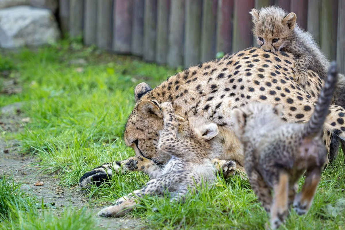 VIDEO: Huňatá geparďata v Zoo Olomouc poprvé dovádí venku. Kdy se ukáží návštěvníkům?