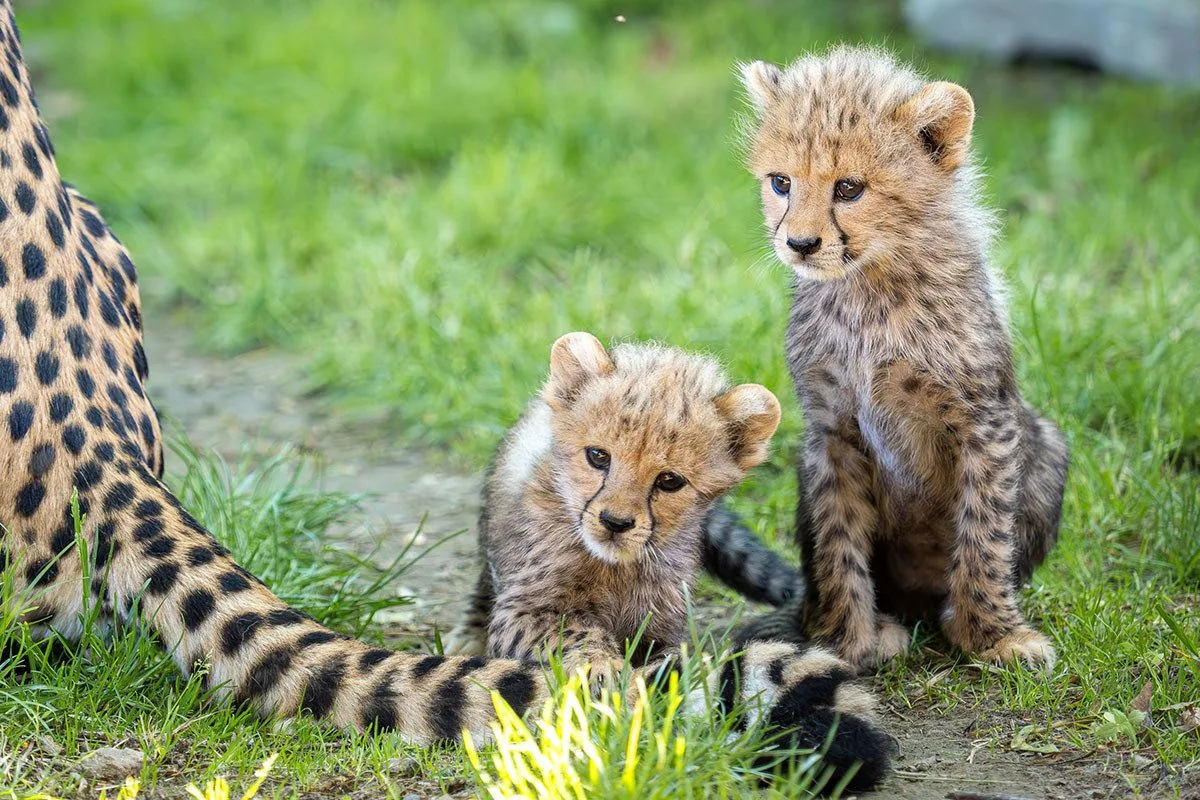 VIDEO: Huňatá geparďata v Zoo Olomouc poprvé dovádí venku. Kdy se ukáží návštěvníkům?