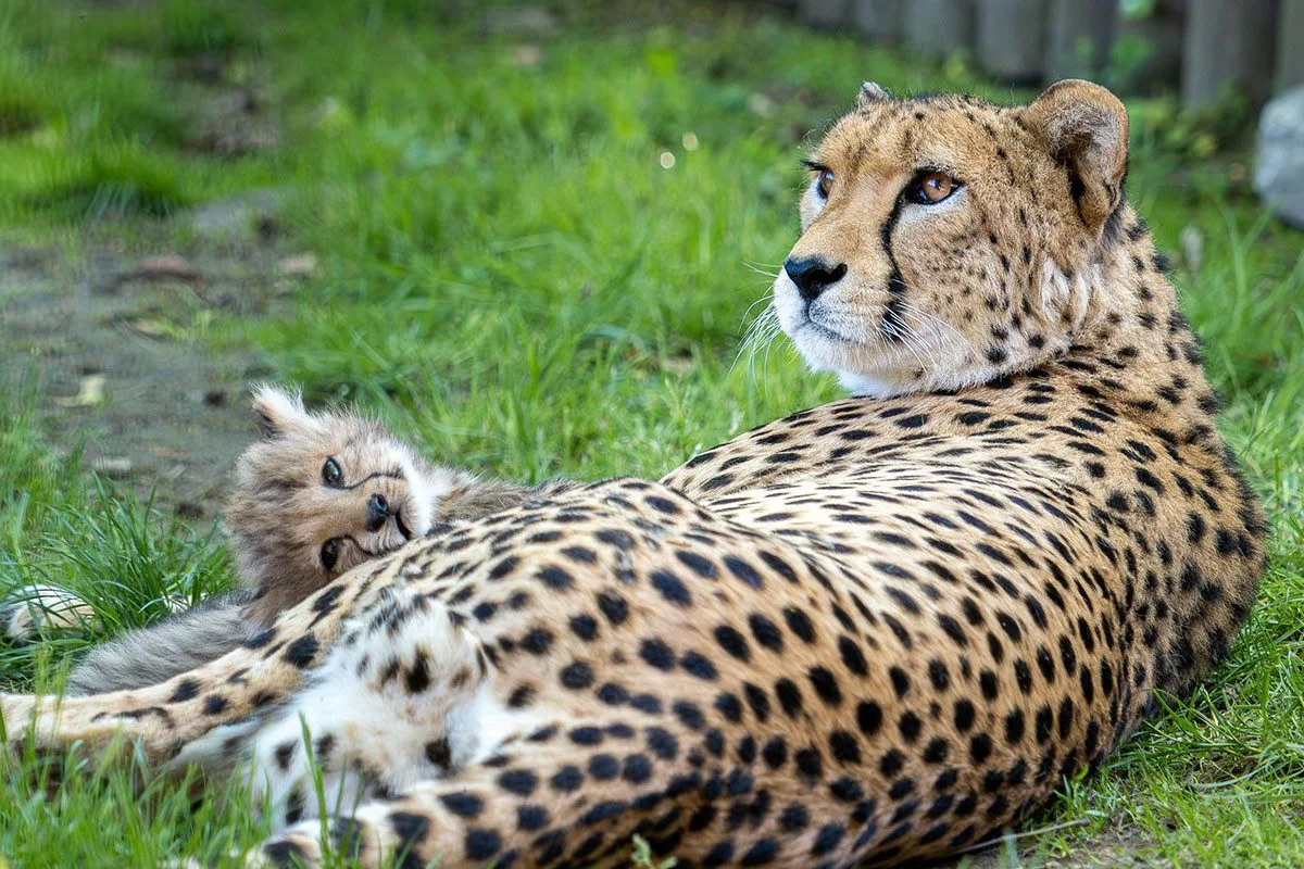 VIDEO: Huňatá geparďata v Zoo Olomouc poprvé dovádí venku. Kdy se ukáží návštěvníkům?