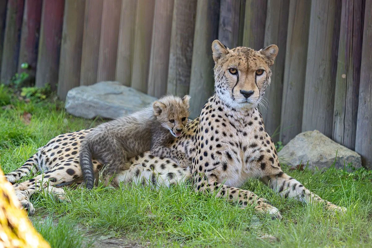VIDEO: Huňatá geparďata v Zoo Olomouc poprvé dovádí venku. Kdy se ukáží návštěvníkům?