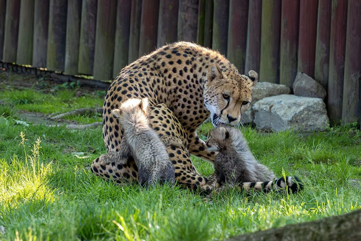 VIDEO: Huňatá geparďata v Zoo Olomouc poprvé dovádí venku. Kdy se ukáží návštěvníkům?