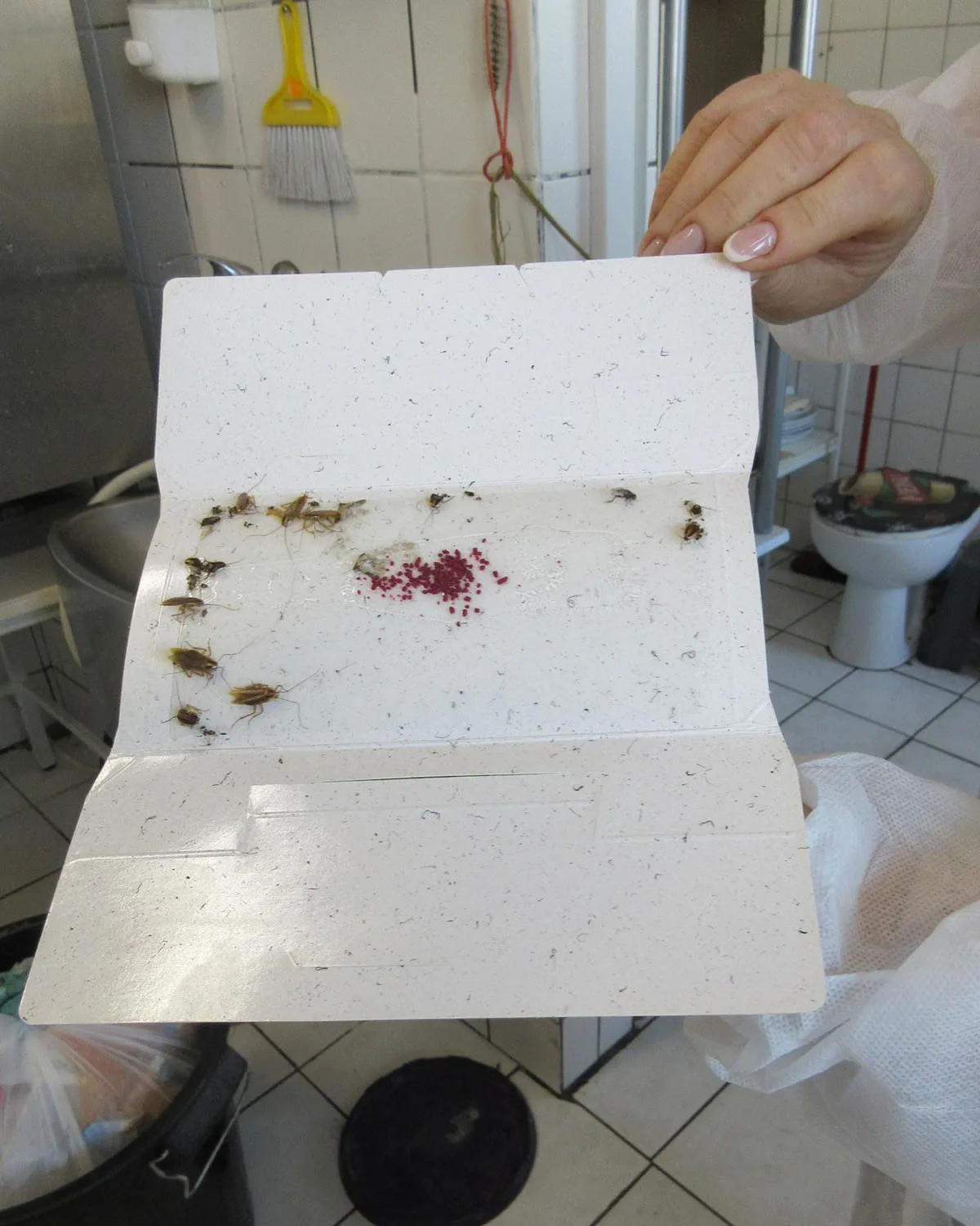 Švábi pod dřezem i za lednicí. Inspekce zavřela restauraci v Litovli