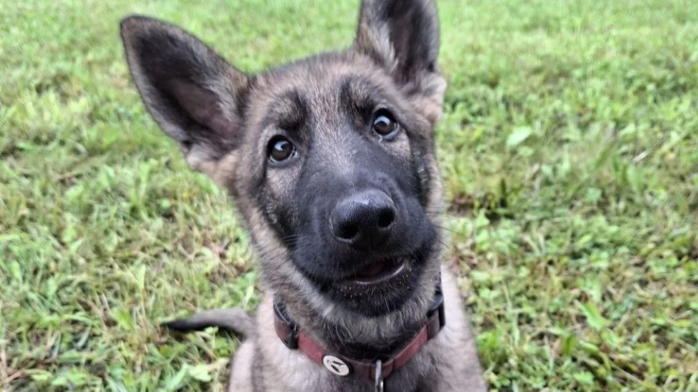 Tříměsíční policejní štěně poprvé v akci. Strážci zákona kontrolovali na Šumpersku chaty a chalupy