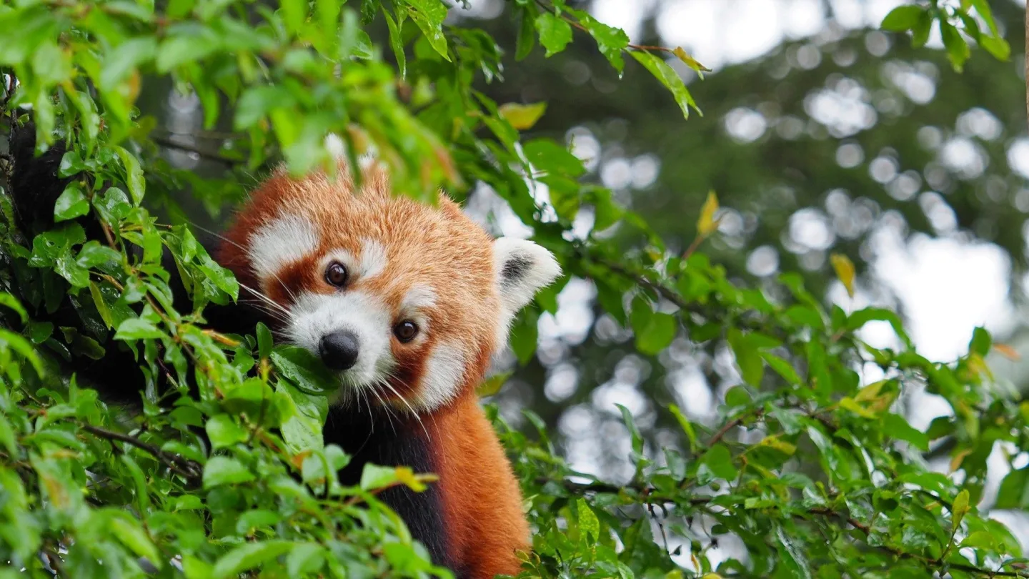 Historický úspěch. V olomoucké zoo se poprvé narodila mláďata pand červených
