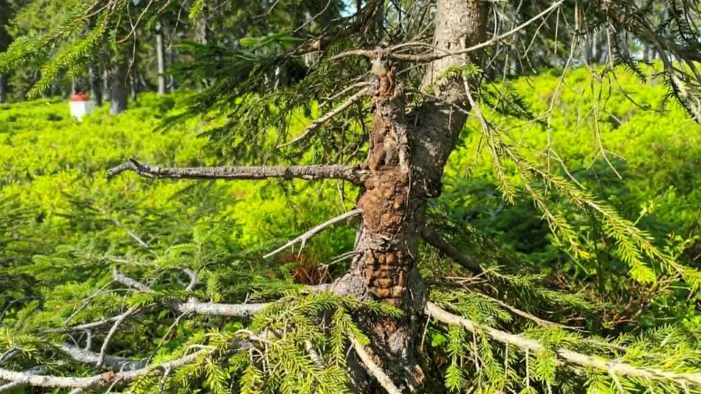 TIP NA VÝLET: Králický Sněžník dá zabrat, okouzlí i pobaví. Pramen Moravy ve vedrech osvěží