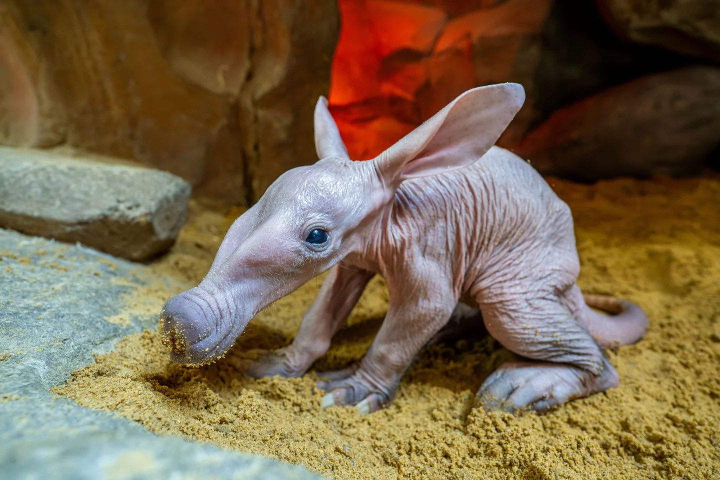 V olomoucké zoo se narodilo mládě vzácně chovaného hrabáče kapského, vyžaduje nepřetržitou péči