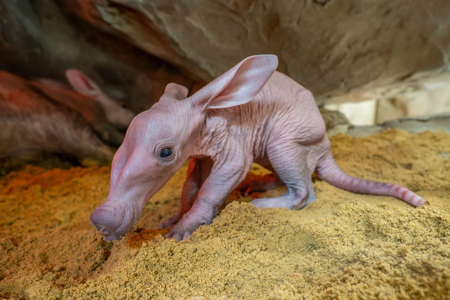 V olomoucké zoo se narodilo mládě vzácně chovaného hrabáče kapského, vyžaduje nepřetržitou péči