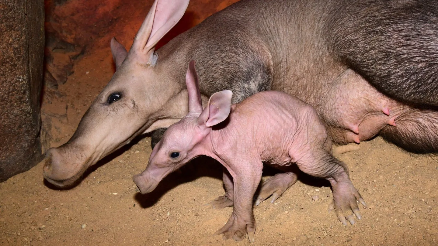 V olomoucké zoo se narodilo mládě vzácně chovaného hrabáče kapského, vyžaduje nepřetržitou péči
