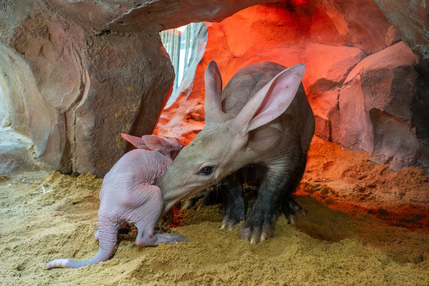 V olomoucké zoo se narodilo mládě vzácně chovaného hrabáče kapského, vyžaduje nepřetržitou péči