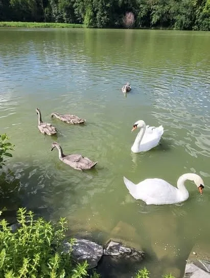 Rybník v Plumlově je mrtvý, labutí mláďata hynou, ptáci odletěli. Může za to rybí osádka?