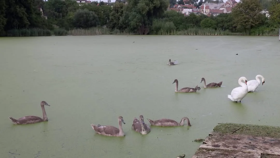 Rybník v Plumlově je mrtvý, labutí mláďata hynou, ptáci odletěli. Může za to rybí osádka?