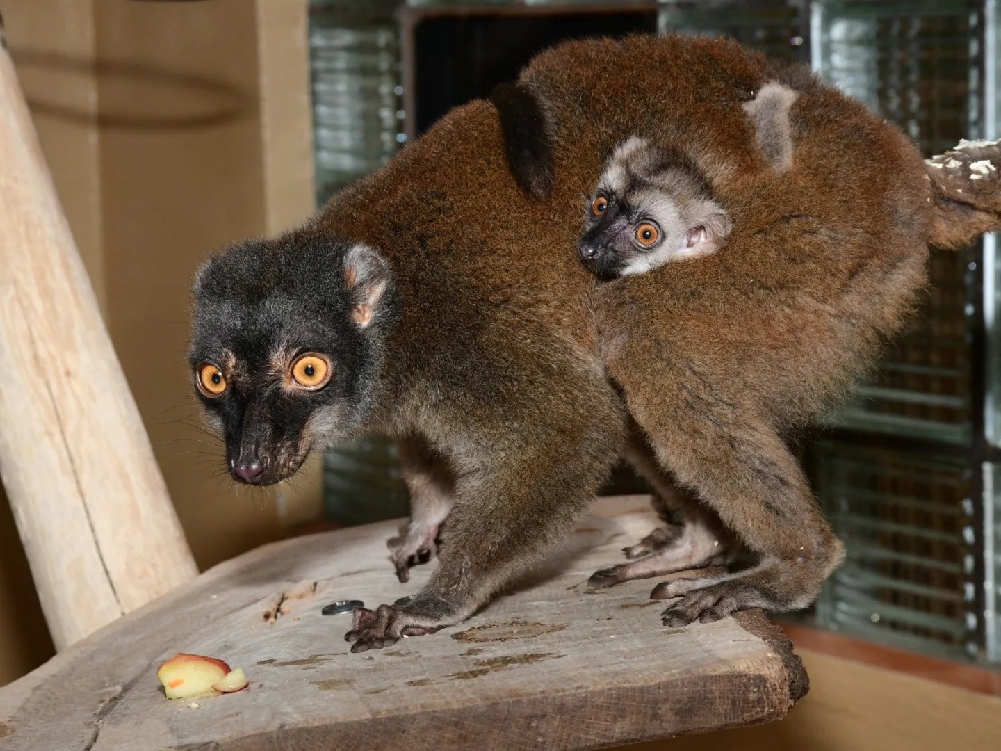 Olomoucká zoo má nové lemuří mládě. Bílá hlava napovídá, že jde o samce