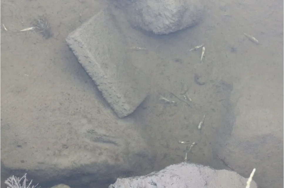 Nejdřív trhaviny z války, teď uhynulé vzácné ryby. Most na Jesenicku je asi prokletý