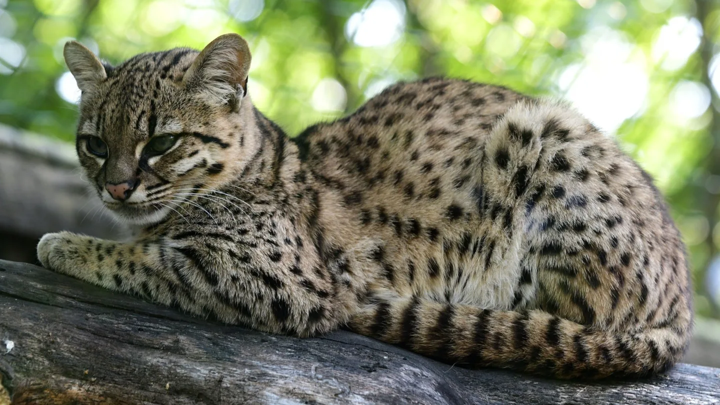 V olomoucké zoo se narodily malé šelmy. Dvě mláďata ocelotů dobře prospívají