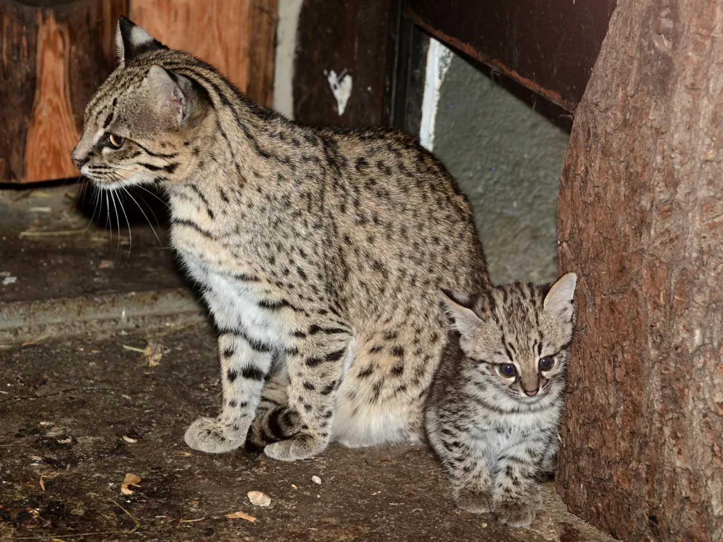 V olomoucké zoo se narodily malé šelmy. Dvě mláďata ocelotů dobře prospívají