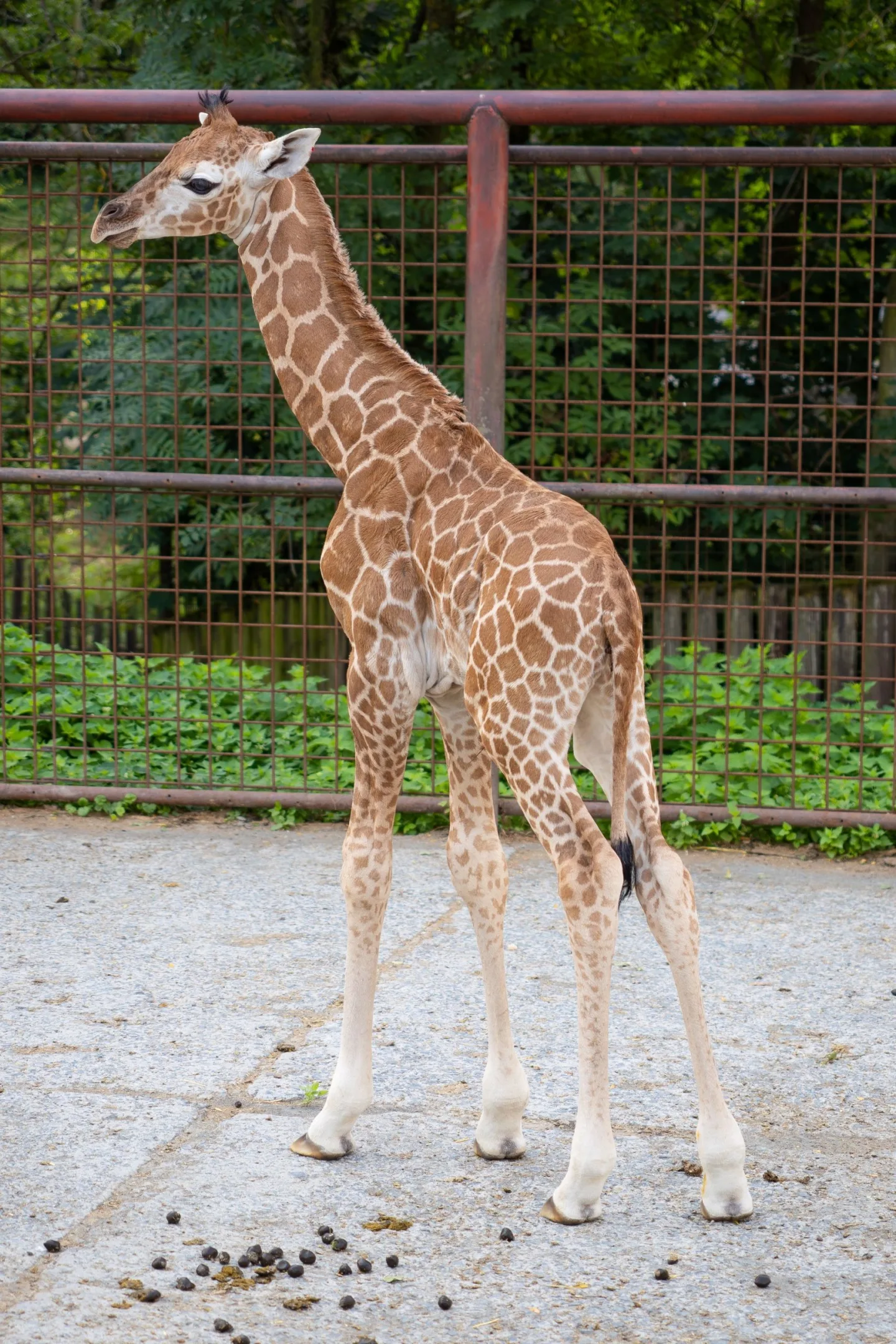 Žirafí mládě se má v olomoucké zoo k světu. Ve volné přírodě druh pomalu vymírá