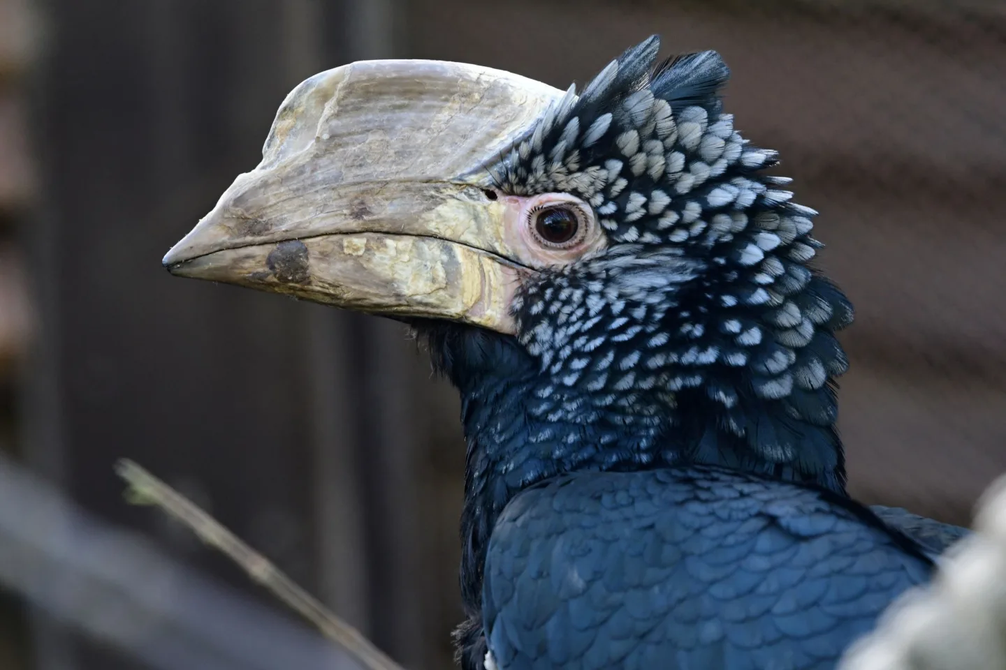 Úspěch v olomoucké zoo. Po osmi letech se narodila mláďata zoborožce šedolícího