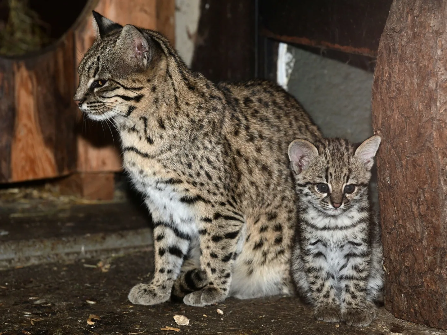 V olomoucké zoo se narodily malé šelmy. Dvě mláďata ocelotů dobře prospívají