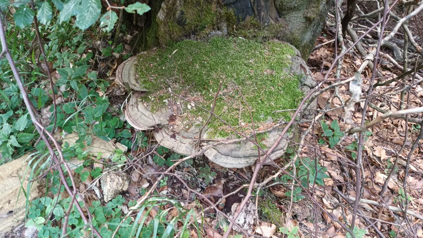 TIP NA VÝLET: Šplhání po skalách, lesy a výhledy. Výlet na Kamenný vrch u Šumperka
