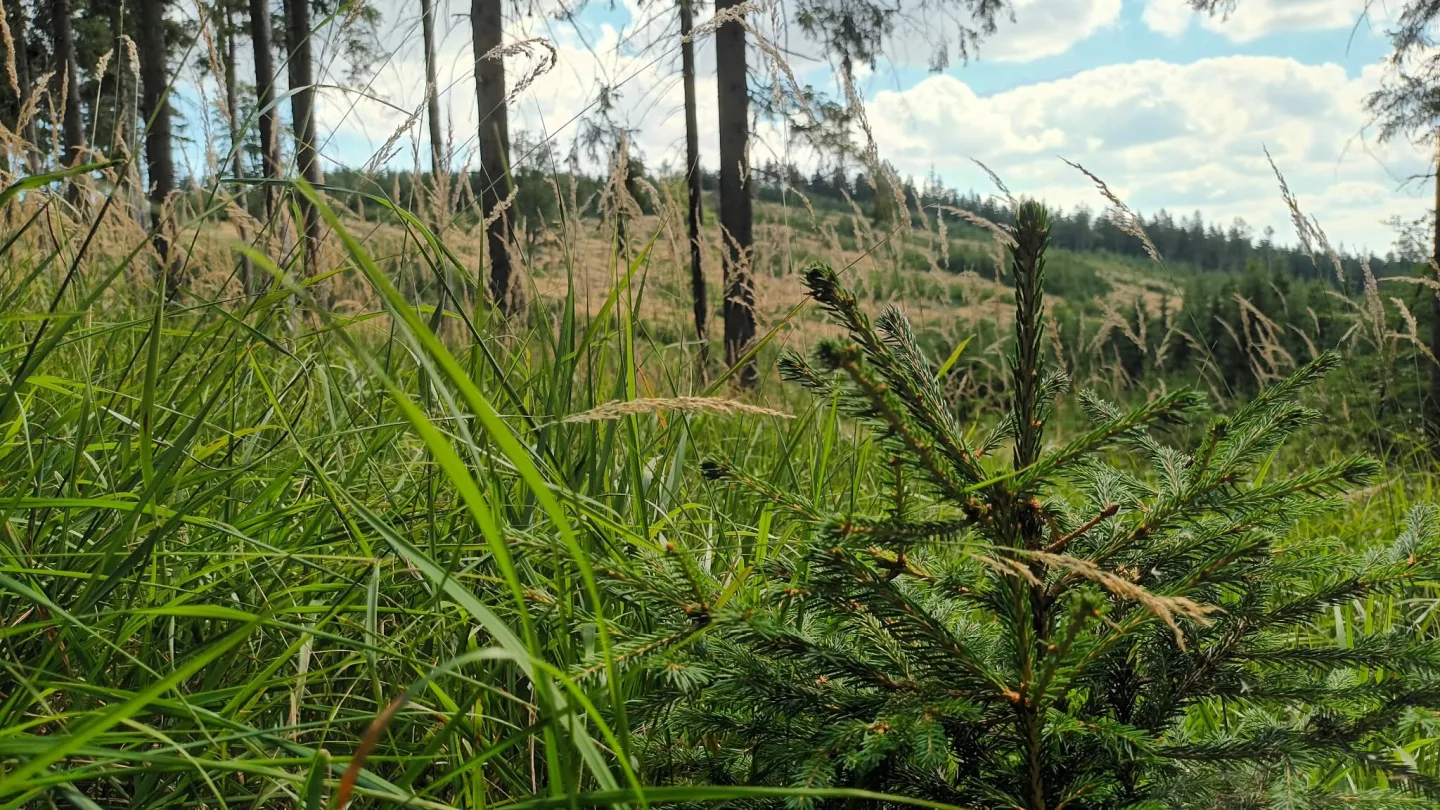 TIP NA VÝLET: Šplhání po skalách, lesy a výhledy. Výlet na Kamenný vrch u Šumperka