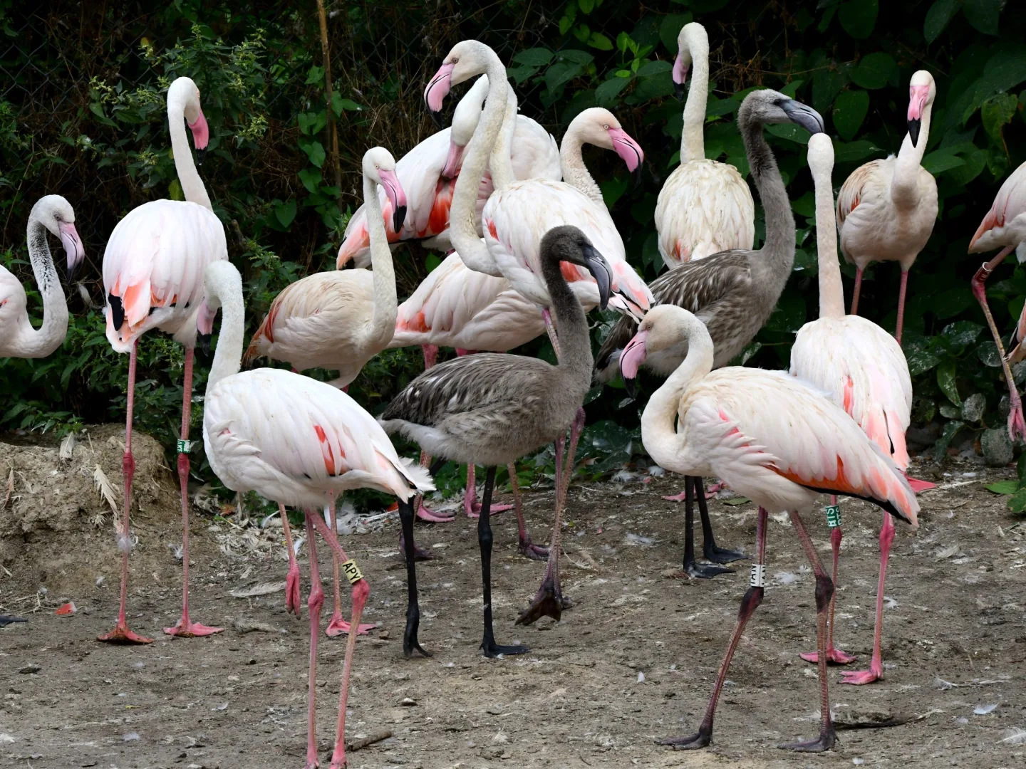 VIDEO: Počasí přálo plameňákům. Zoo Olomouc se raduje ze sedmi mláďat