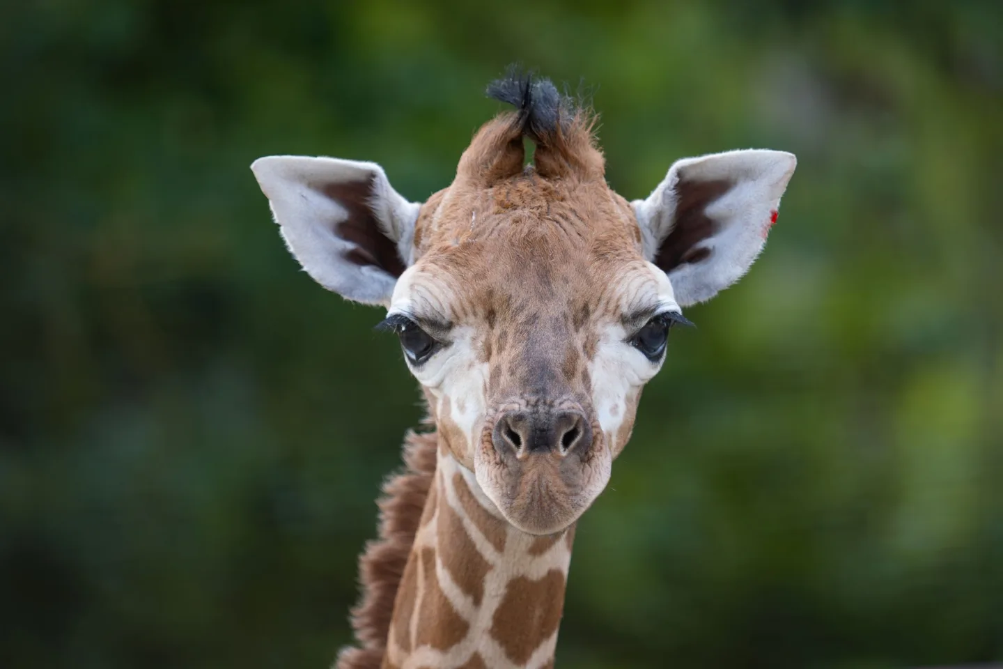 Žirafí mládě se má v olomoucké zoo k světu. Ve volné přírodě druh pomalu vymírá