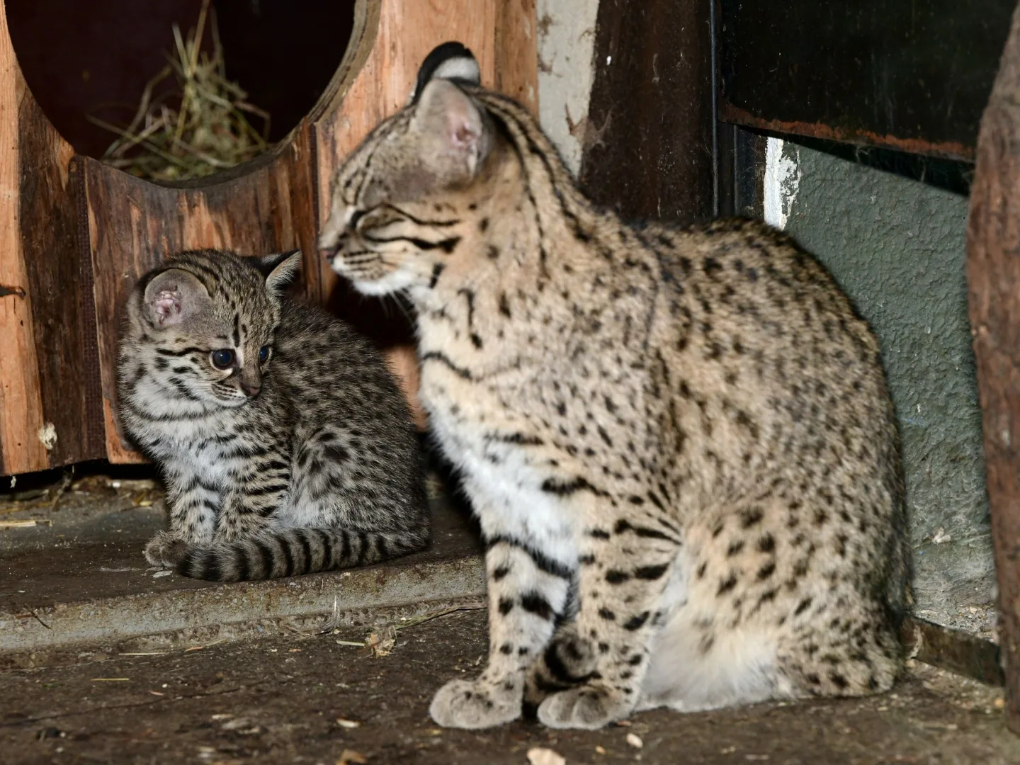 V olomoucké zoo se narodily malé šelmy. Dvě mláďata ocelotů dobře prospívají