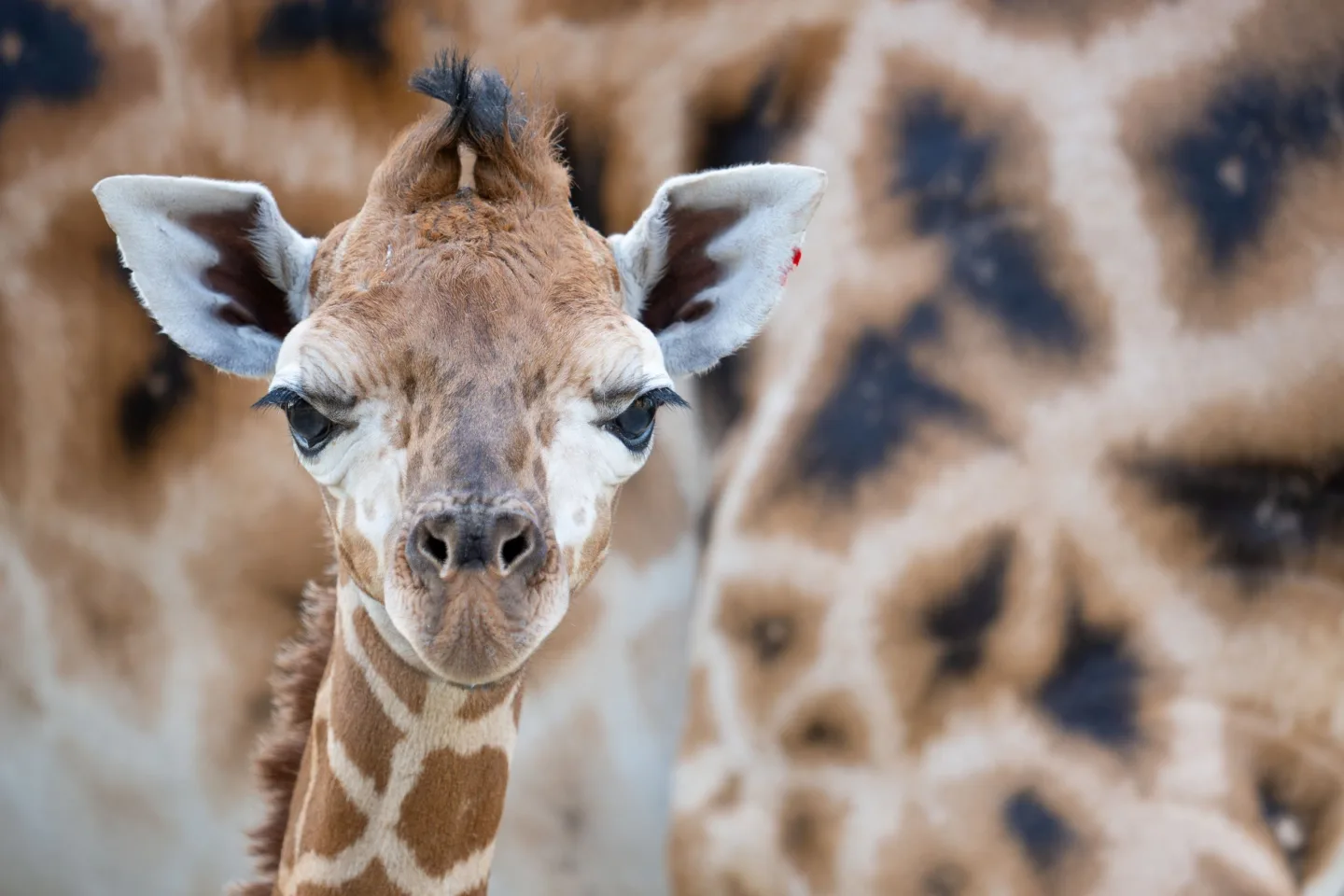 Žirafí mládě se má v olomoucké zoo k světu. Ve volné přírodě druh pomalu vymírá
