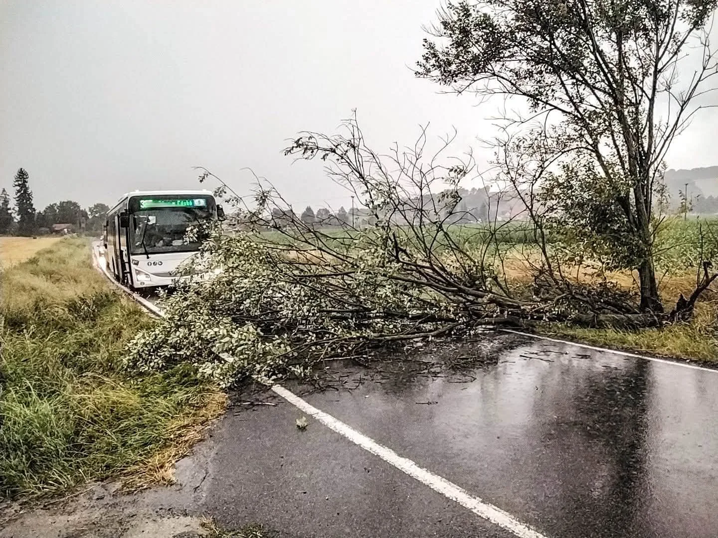 Spadlé stromy a větve. Hasiči mají v kraji kvůli bouřkám už čtyřicítku výjezdů