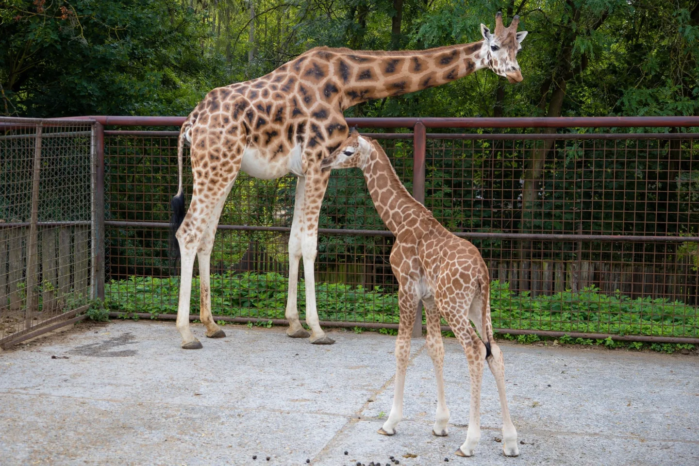 Žirafí mládě se má v olomoucké zoo k světu. Ve volné přírodě druh pomalu vymírá