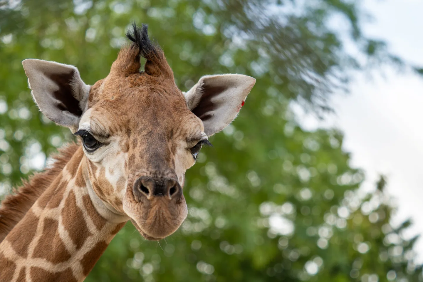Žirafí mládě se má v olomoucké zoo k světu. Ve volné přírodě druh pomalu vymírá