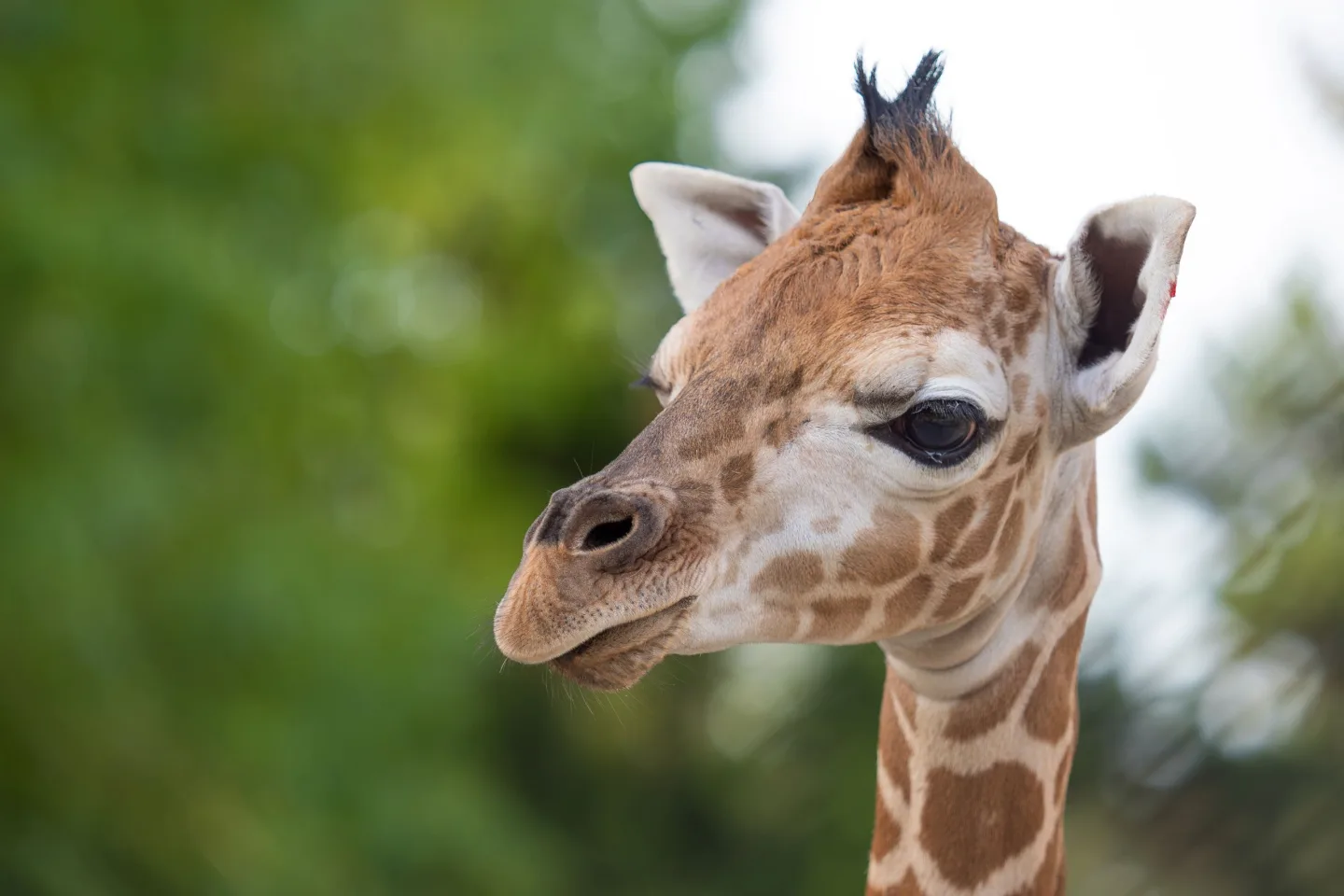 Žirafí mládě se má v olomoucké zoo k světu. Ve volné přírodě druh pomalu vymírá