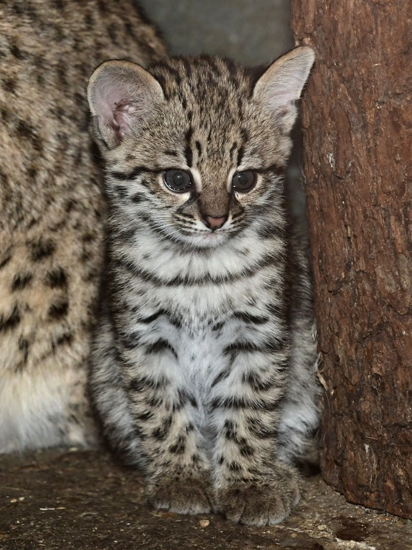 V olomoucké zoo se narodily malé šelmy. Dvě mláďata ocelotů dobře prospívají