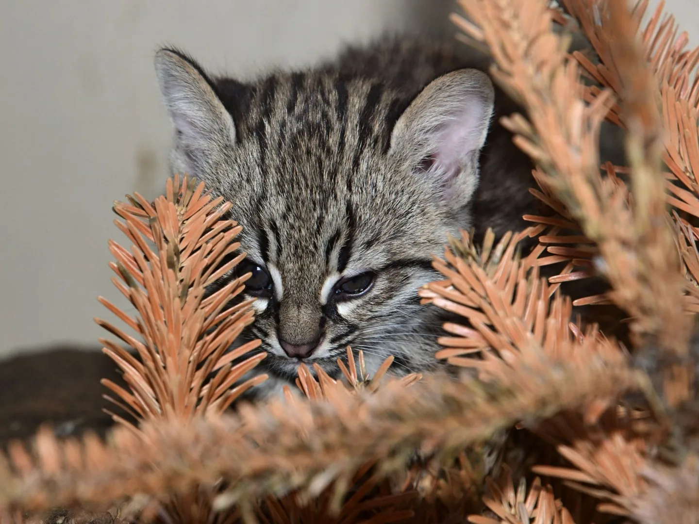 V olomoucké zoo se narodily malé šelmy. Dvě mláďata ocelotů dobře prospívají