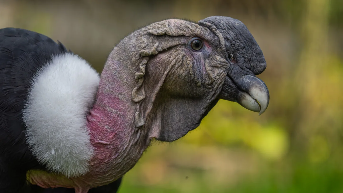 TIP NA VÍKEND: Ze skály až přímo k lidem. Zoo nabídne atraktivní krmení kondorů