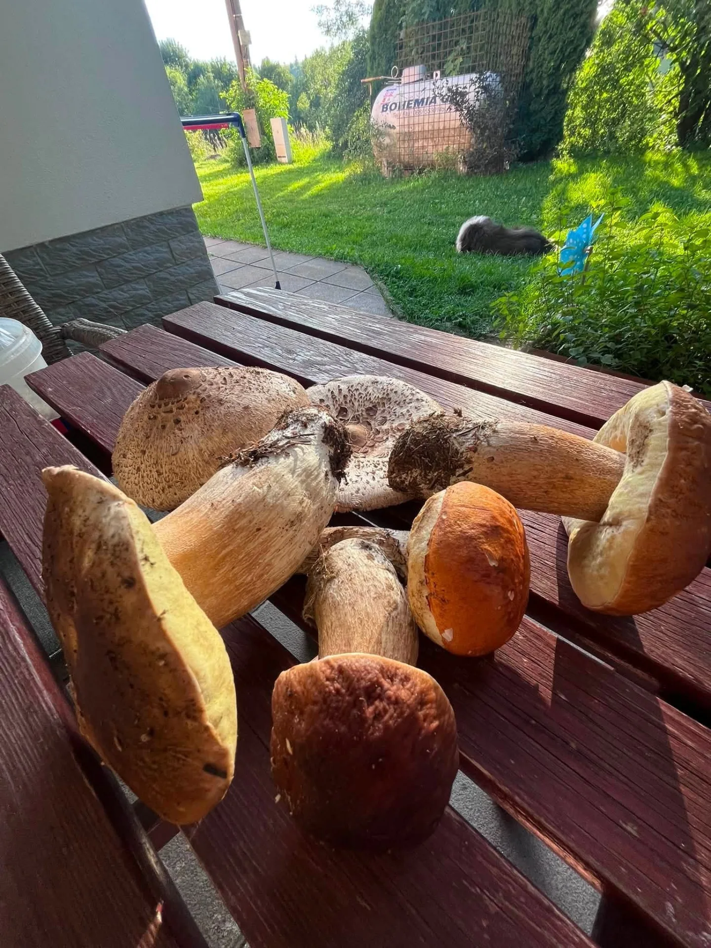 Je to tady. V Jeseníkách začínají růst houby, lidé hlásí první úlovky. Pomohly deště