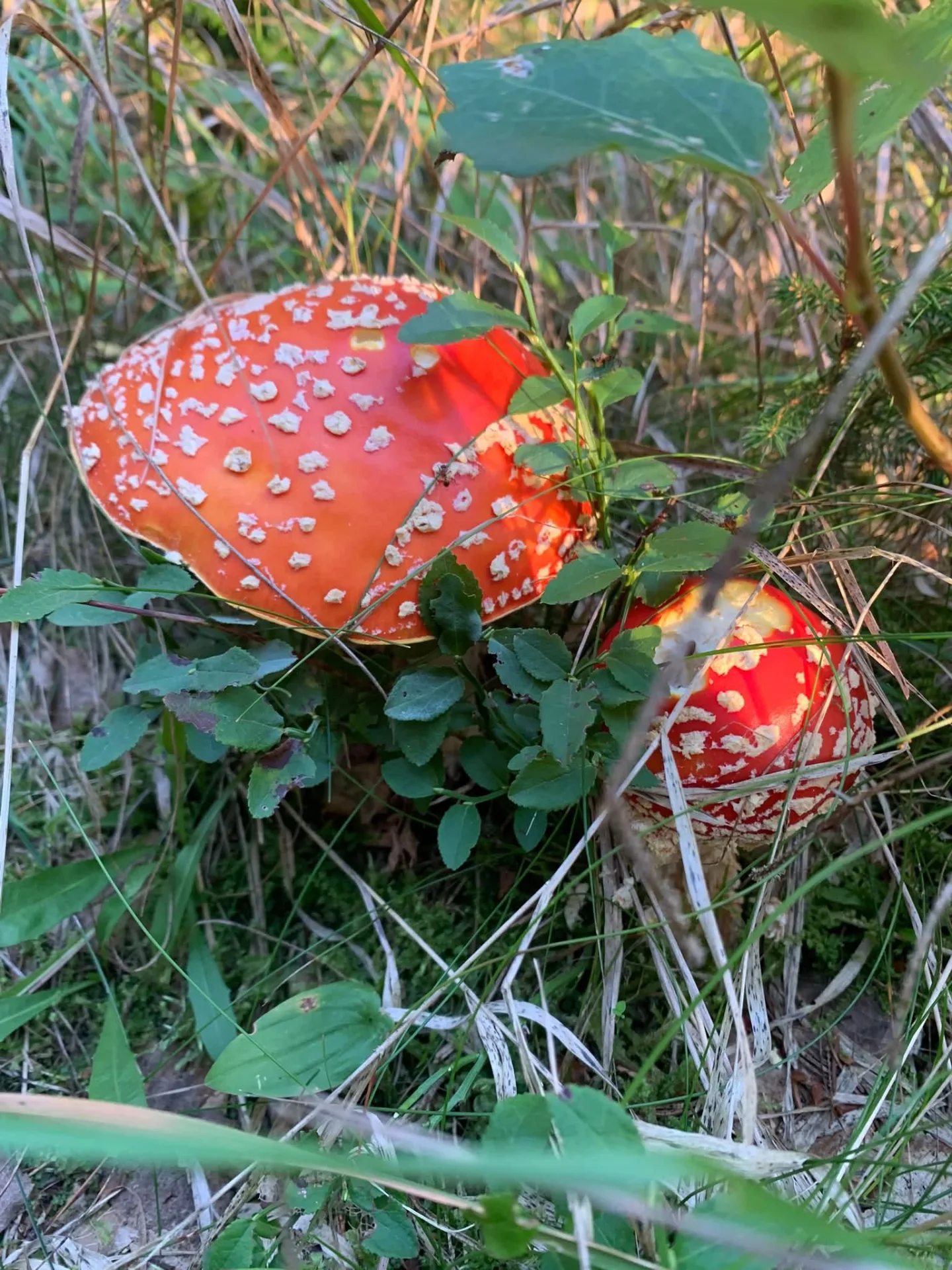 Je to tady. V Jeseníkách začínají růst houby, lidé hlásí první úlovky. Pomohly deště
