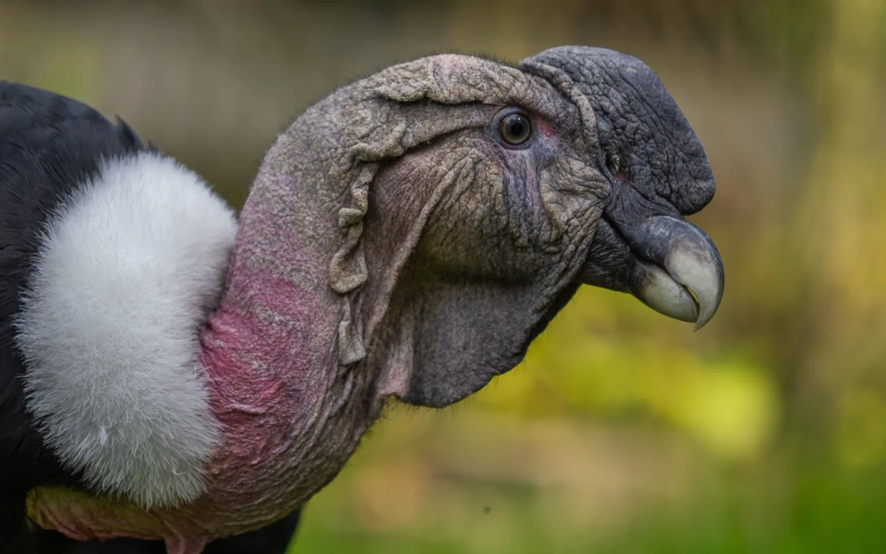 TIP NA VÍKEND: Ze skály až přímo k lidem. Zoo nabídne atraktivní krmení kondorů