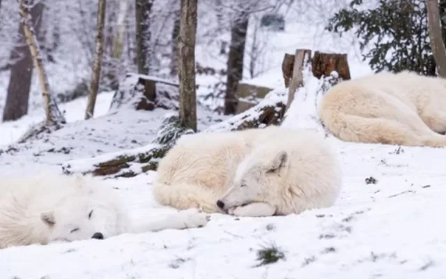 Zapojte se do každoroční Zooinventury!